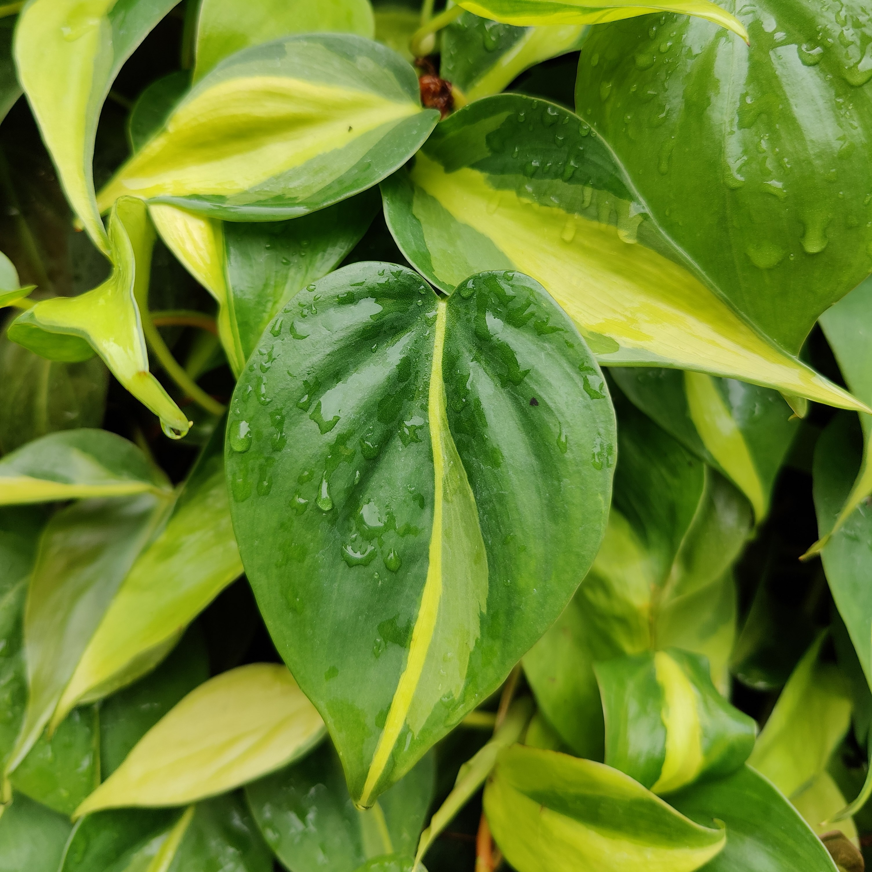 Philodendron Brasil